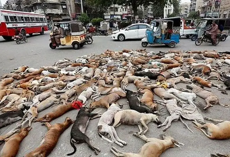 TheSocialTalks - Choose Morality Not Massacre To Curb Stray Dogs Menace: A  Humble Request To India